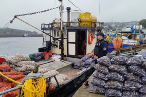 Autoridad Marítima incauta mariscos contaminados con marea roja en Calbuco