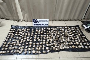 Policía Marítima de Valparaíso incautó 297 unidades de locos en Laguna Verde